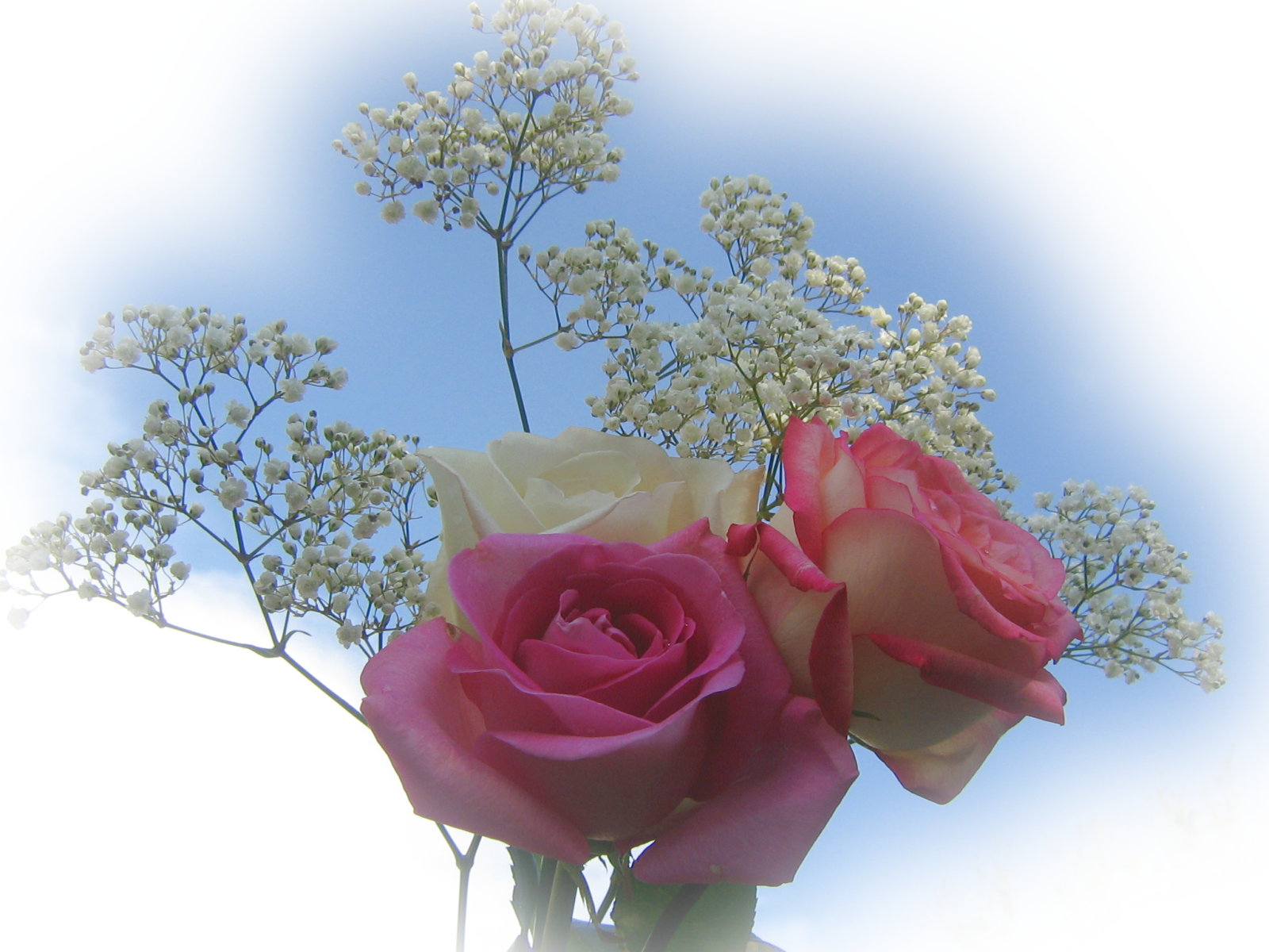 Roses Bouquets Wallpaper