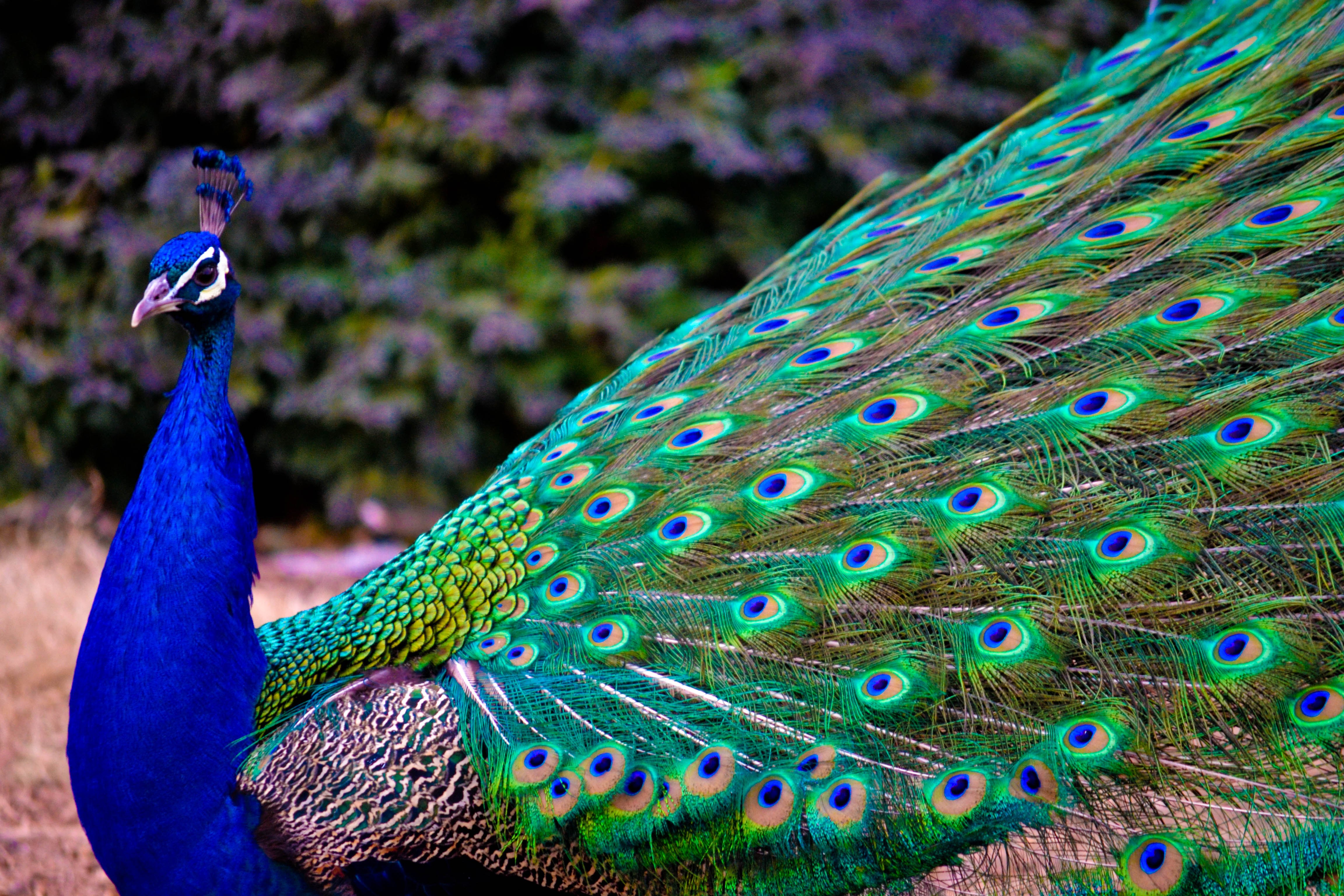 Peacock Best Photo HD Wallpaper
