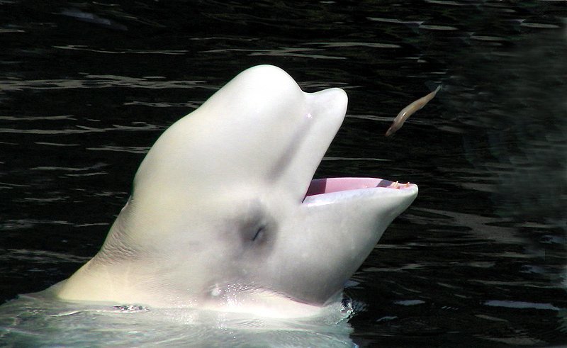 Beluga Whale Pictures