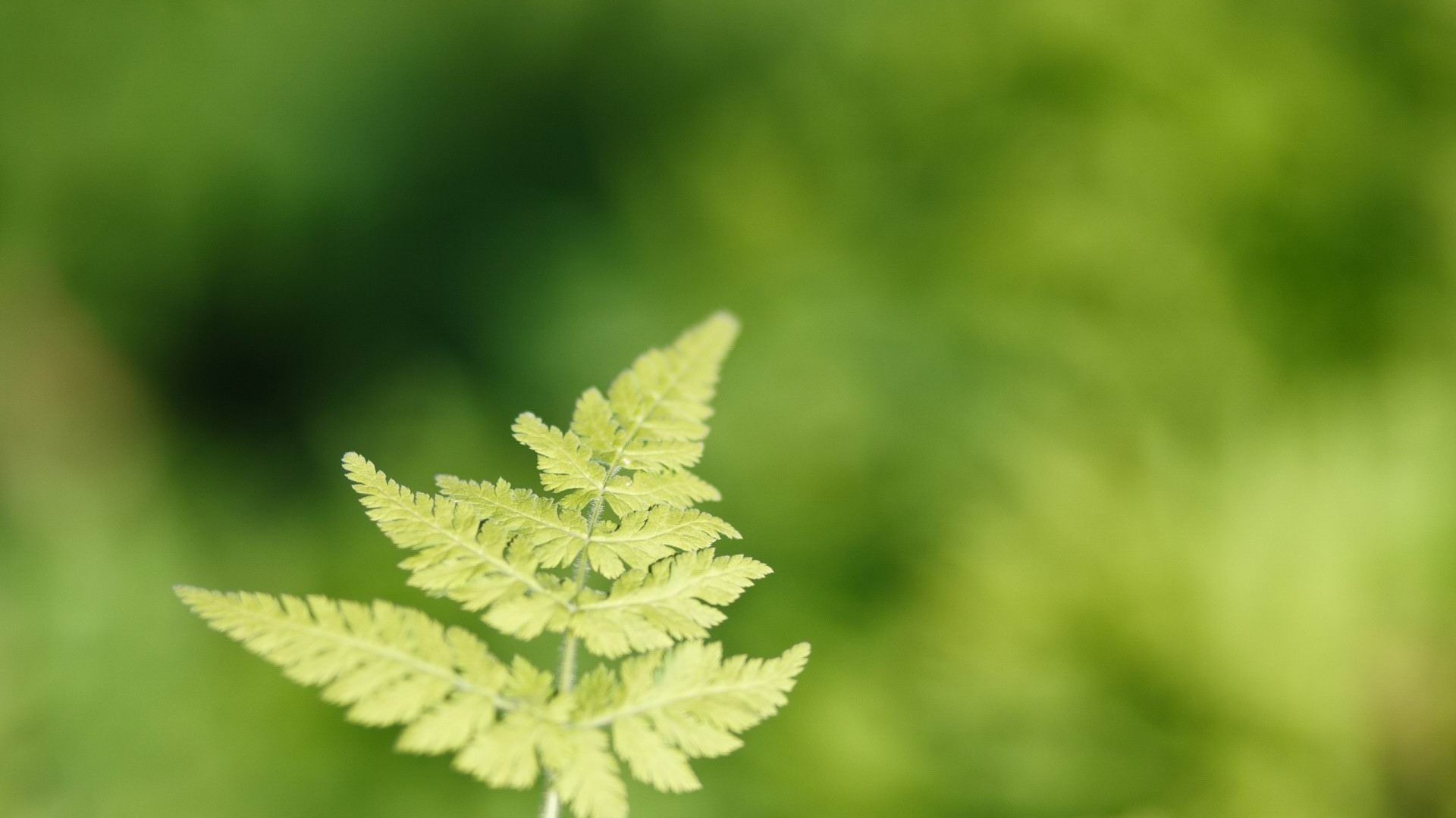 Fresh Light Green Fern Leaves Plant Wallpaper HD 1080p