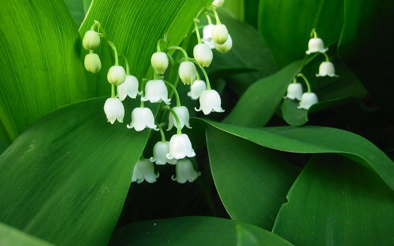 Wallpaper Lily Of The Valley X
