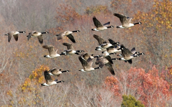 Flying Nature Animals Ducks Canadian Geese Wallpaper