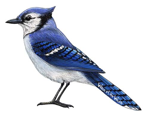 Blue Jay Bird Pictures