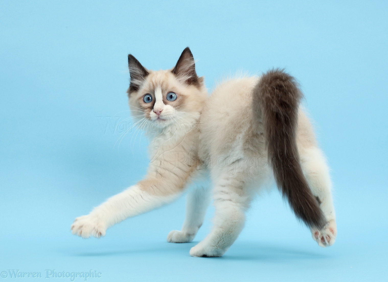 Free download Ragdoll kitten 10 weeks old on blue background photo WP44760 [1518x1104] for your