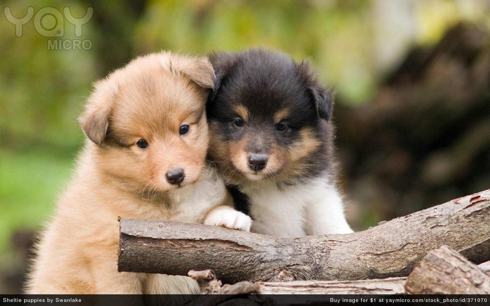 Cute Pups   Puppies Wallpaper