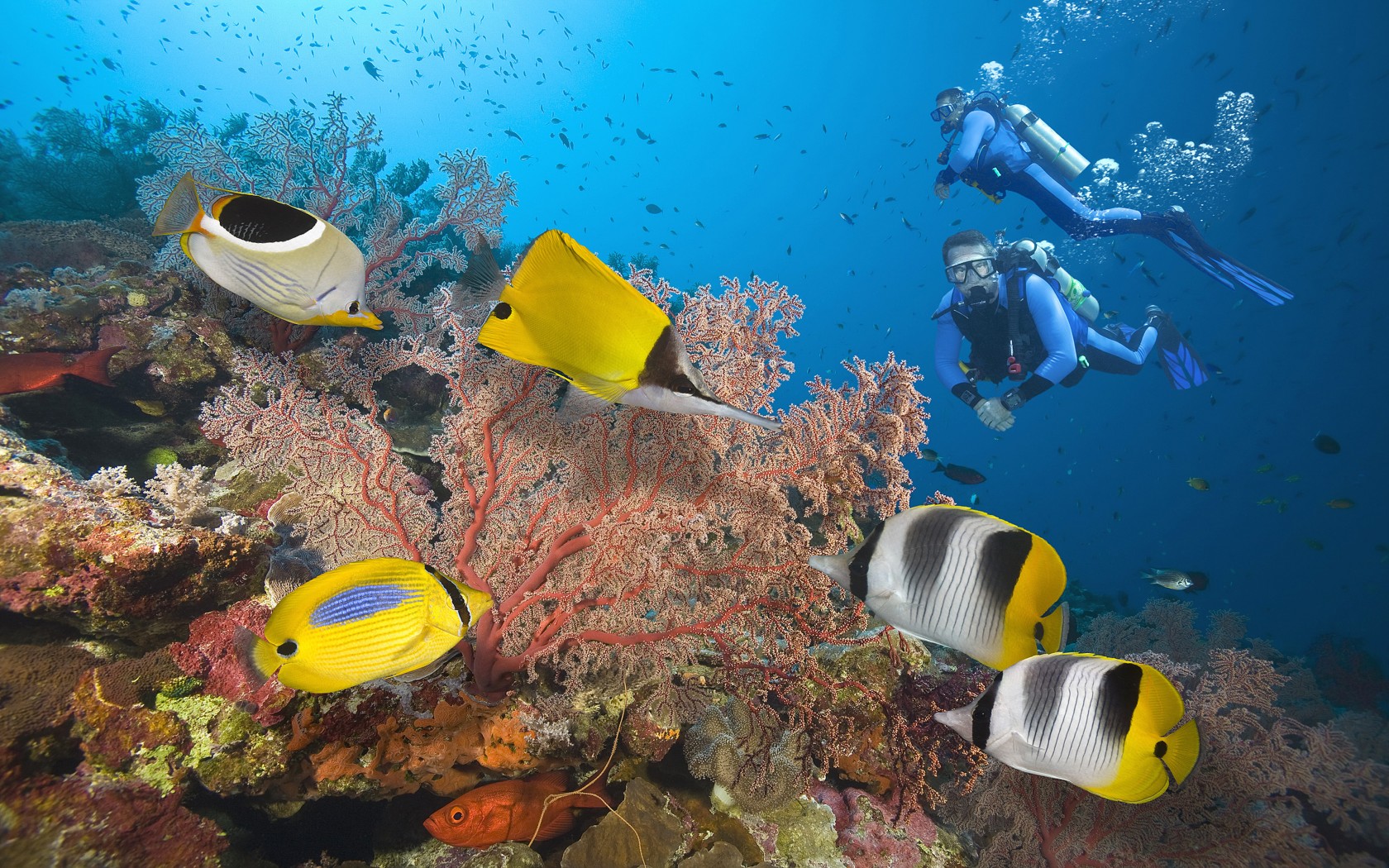 Great Barrier Reef Divers Seabed With Exotic Colorful Fish