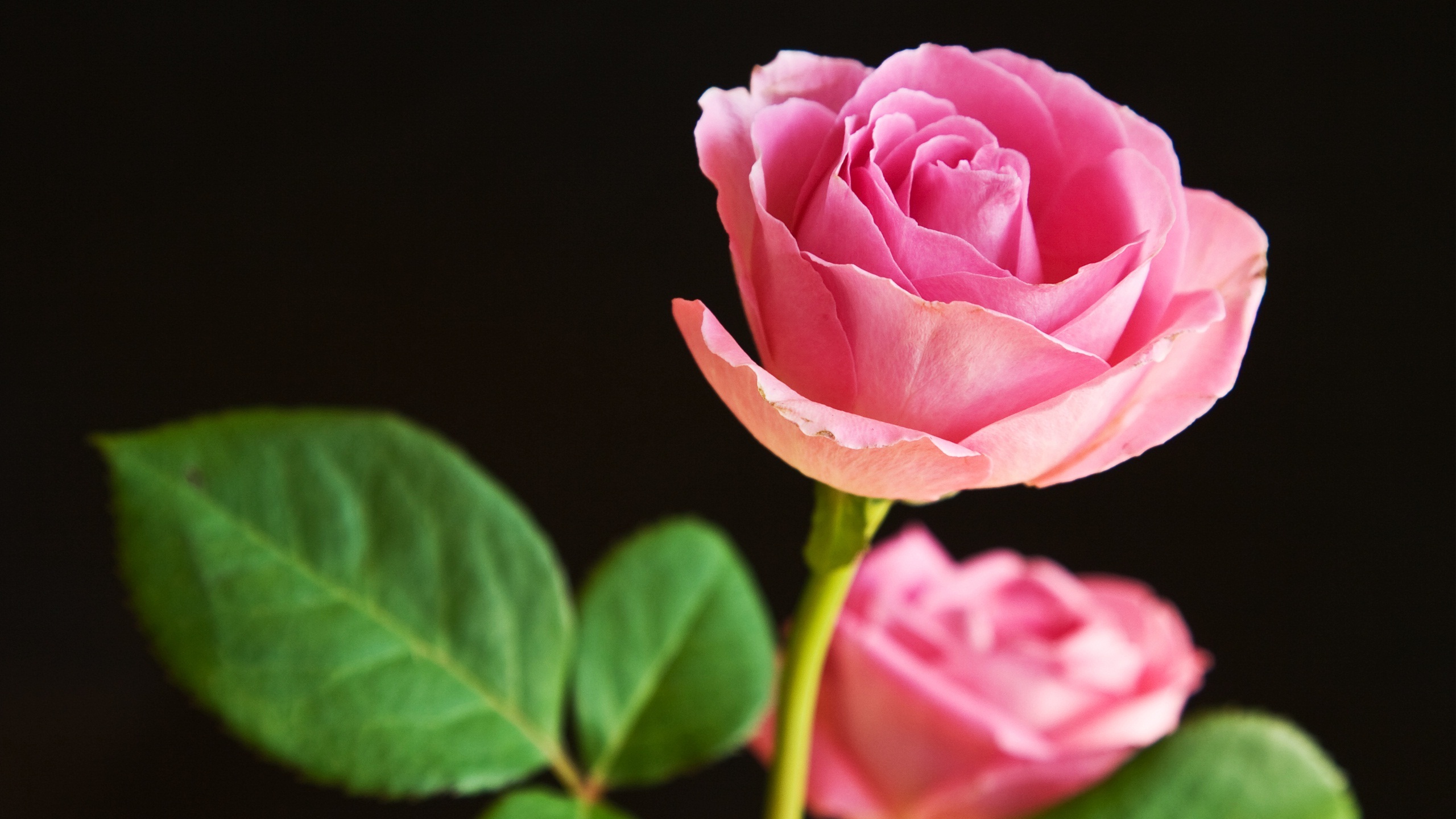 Pink Rose Pictures download free