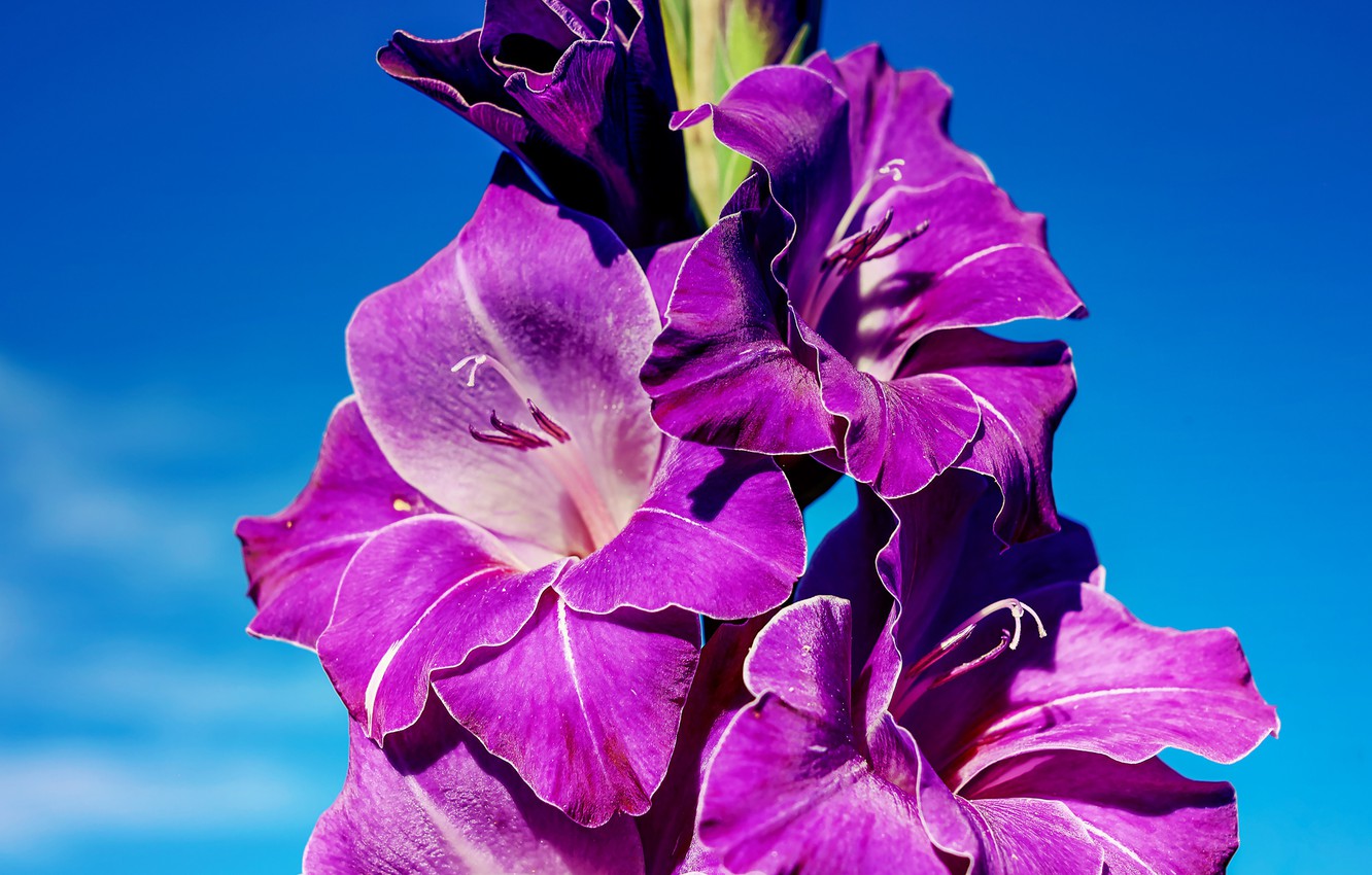 🔥 Free download Wallpaper flowers blue background blue bright beauty ...