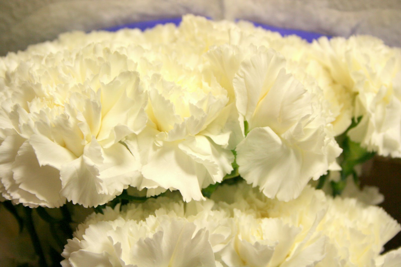 White Carnation Wallpaper