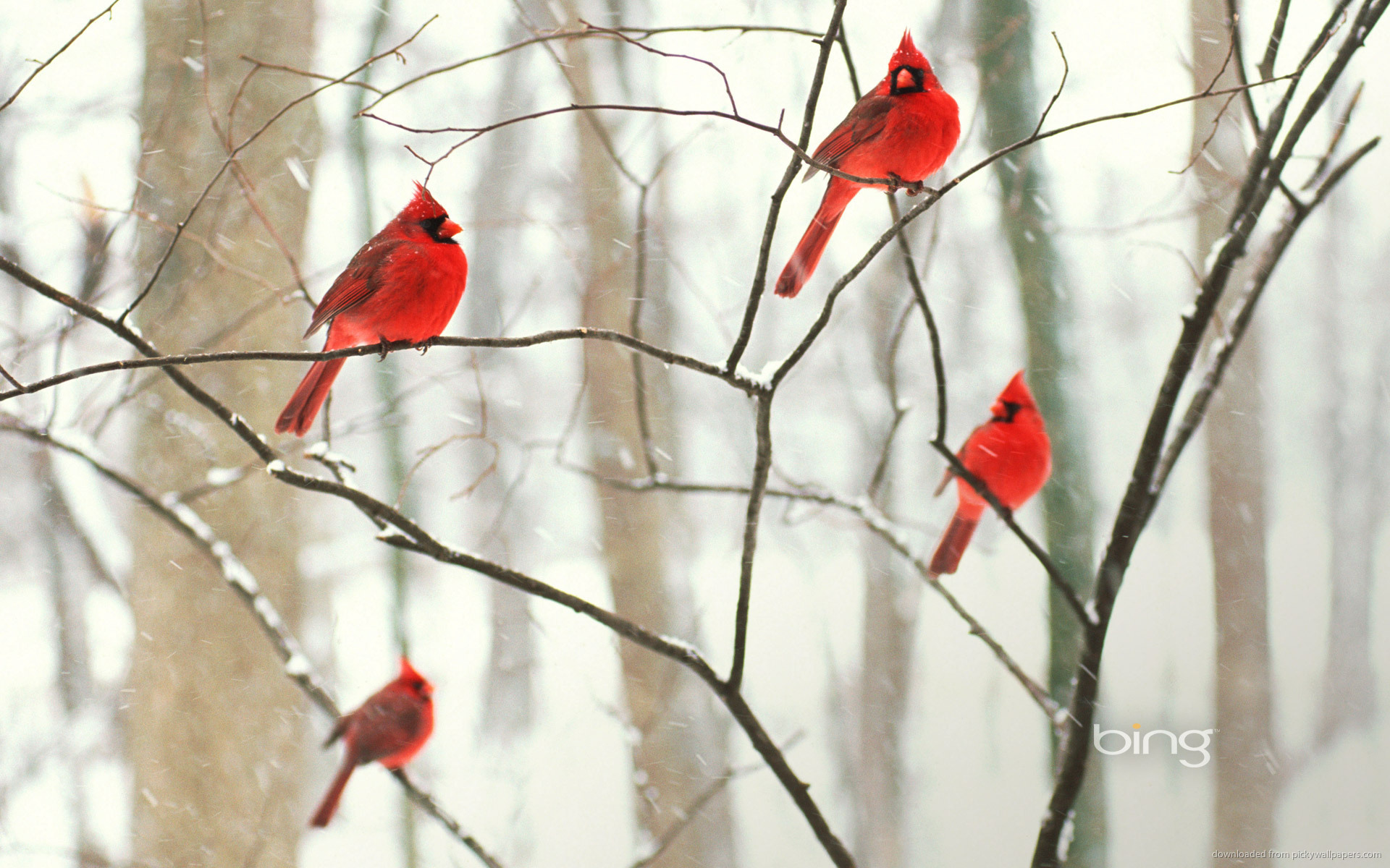 Winter Birds Cardinal Northern Wallpaper Car