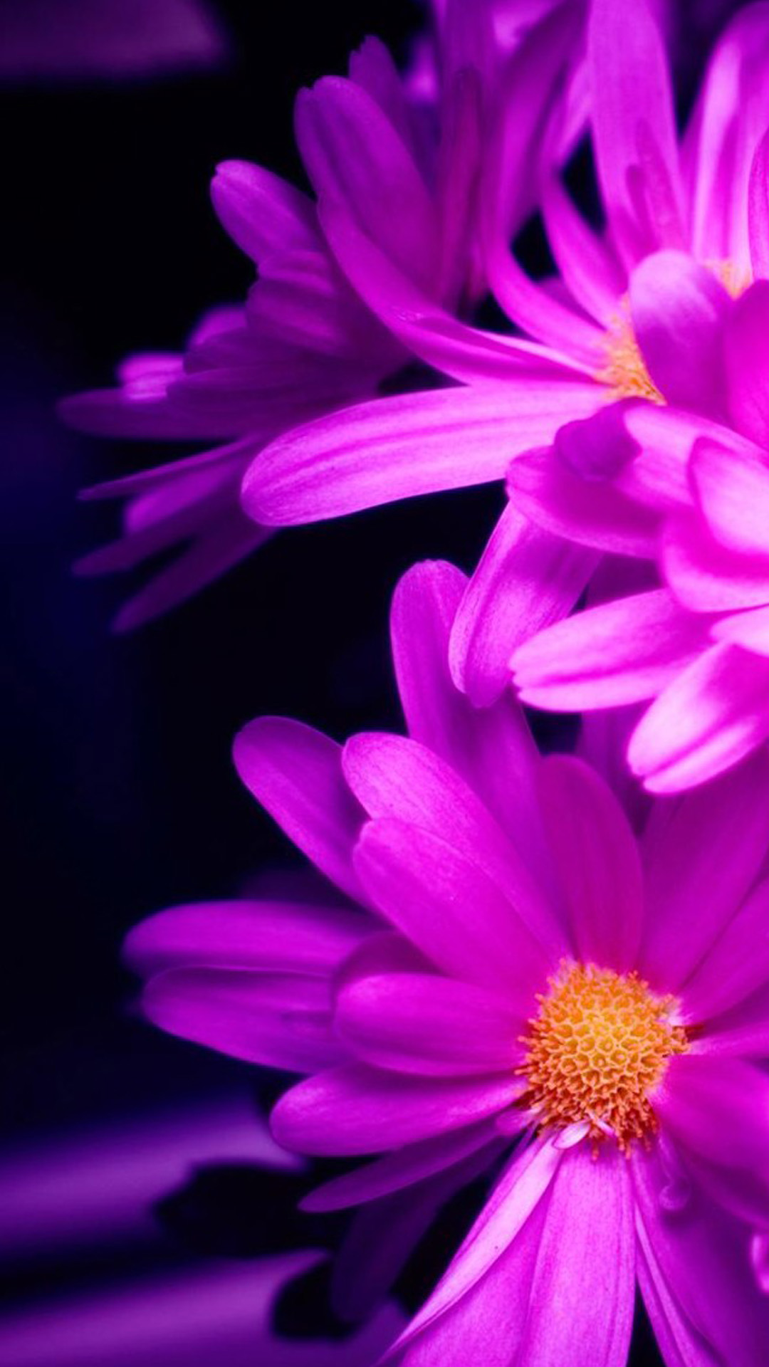 Flower iPhone Background Wallpaper