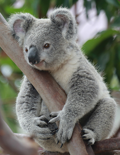 Cute Koala On Bianoti