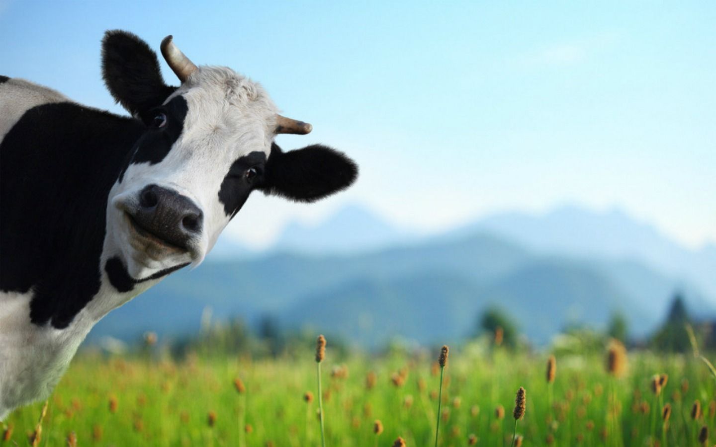 Cow Background HD Image All White