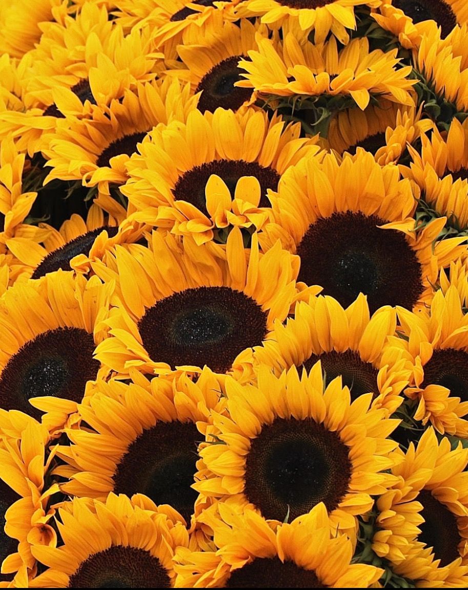 Wallpaper Roses And Sunflowers