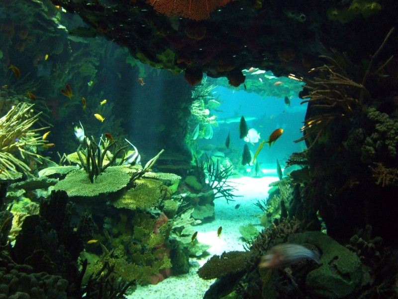 Underwater Cave In A Tropical Coral Reef