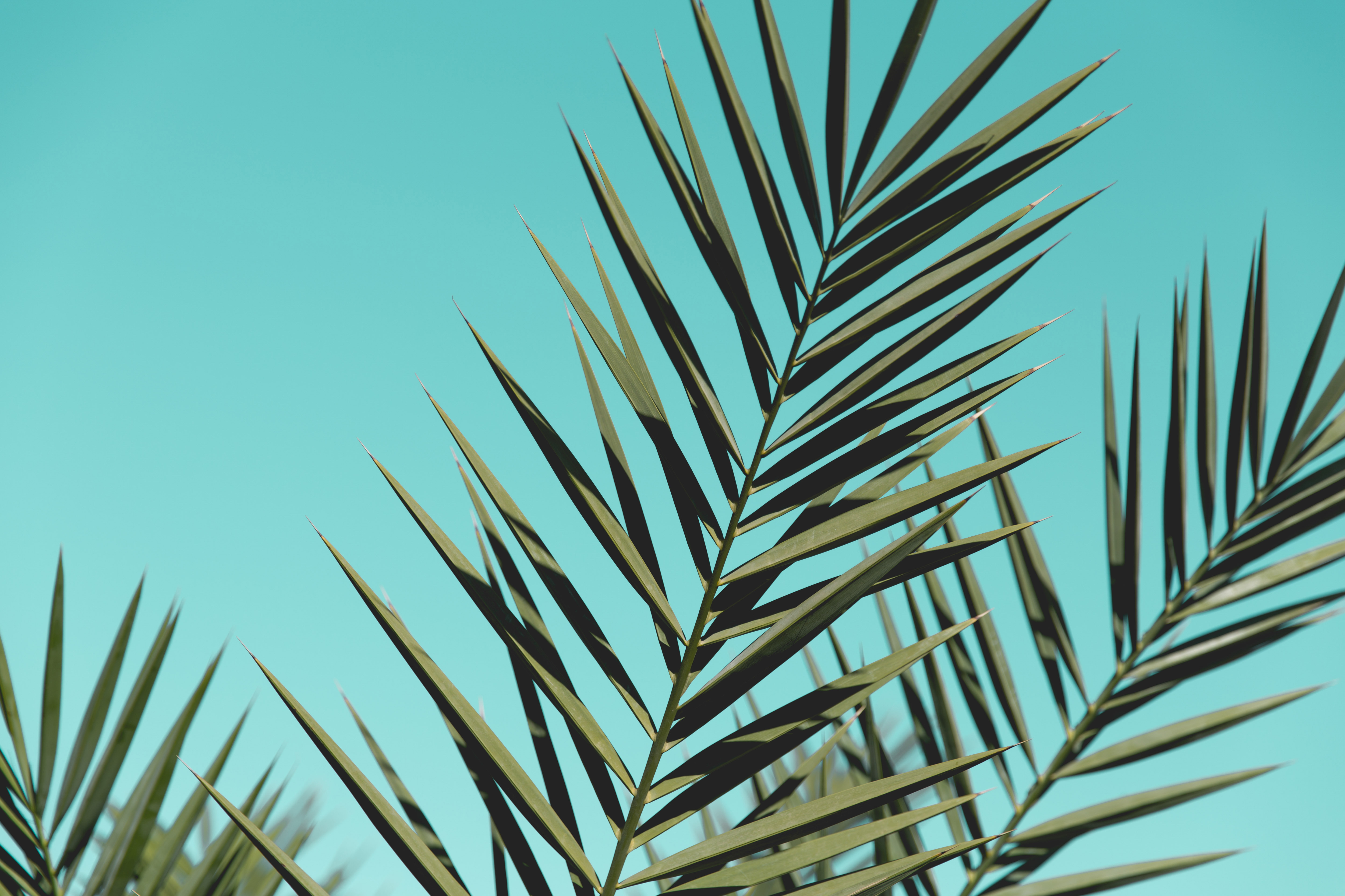 Palm Leaves Sunlight Day Green Wallpaper HD Nature 4k Image