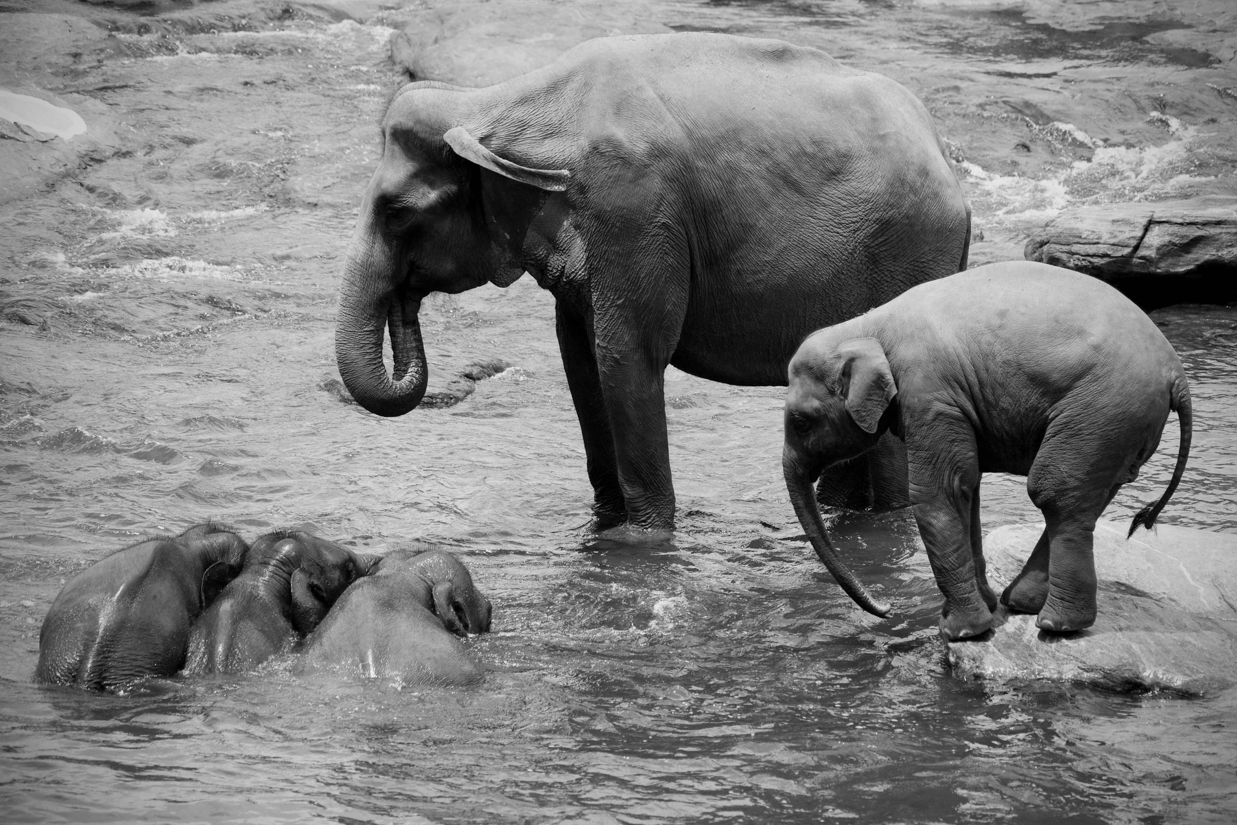 Elephant Wallpaper HD Background Image Pics Photos