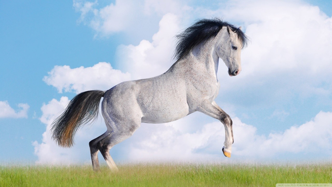 Horse Running High Definition Fullscreen Lovers Wallpaper For Mobile