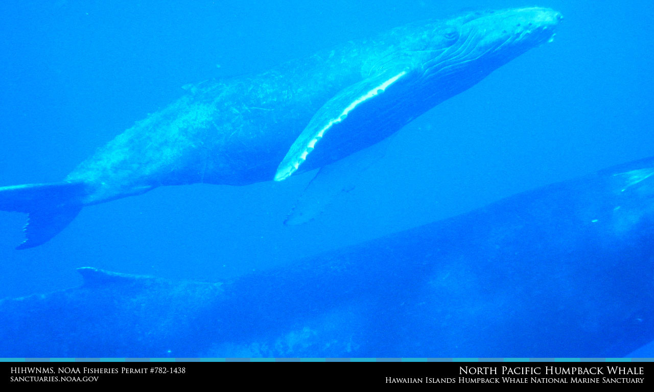 Hawaiian Islands Humpback Whale Desktop Wallpaper