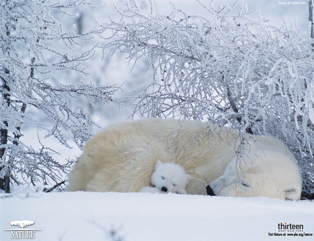 Polar Bear Wallpaper Desktop Funny Animal