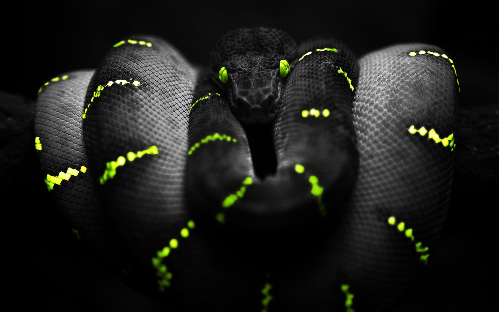 275 Snake HD Wallpapers Backgrounds