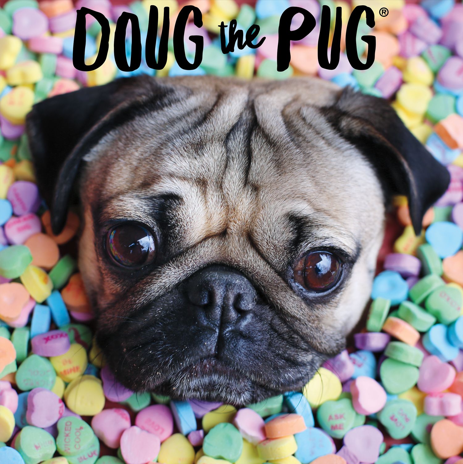Doug The Pug Wallpaper Top Background