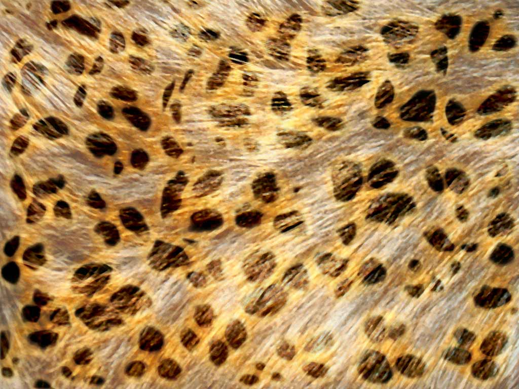 Amper Bae Leopard Print Background