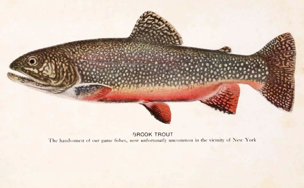 Brook trout photos and wallpapers Nice Brook trout pictures 599x371