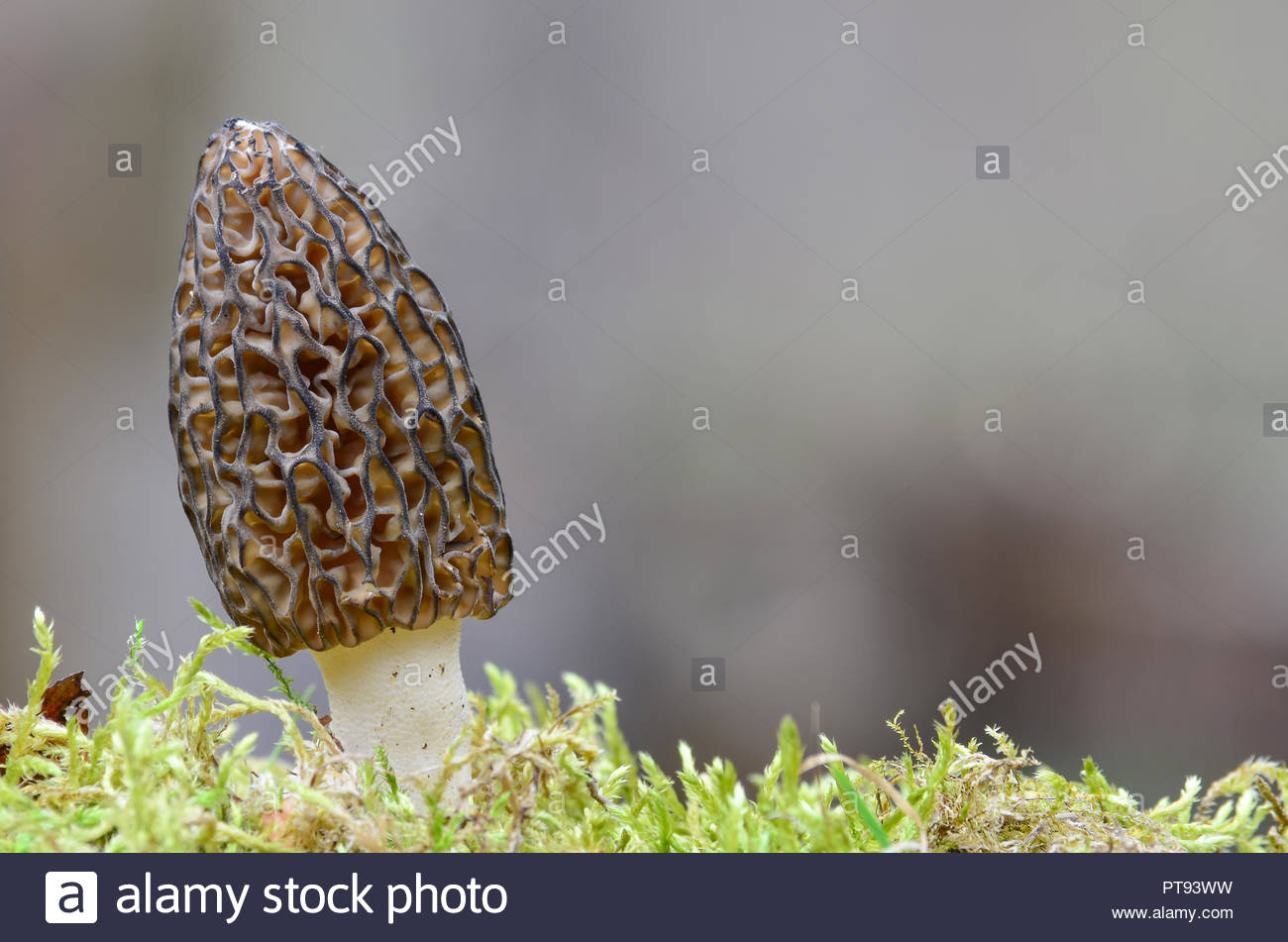Morchella Conica Or Black Morel Mushroom In A Moss Against Gray