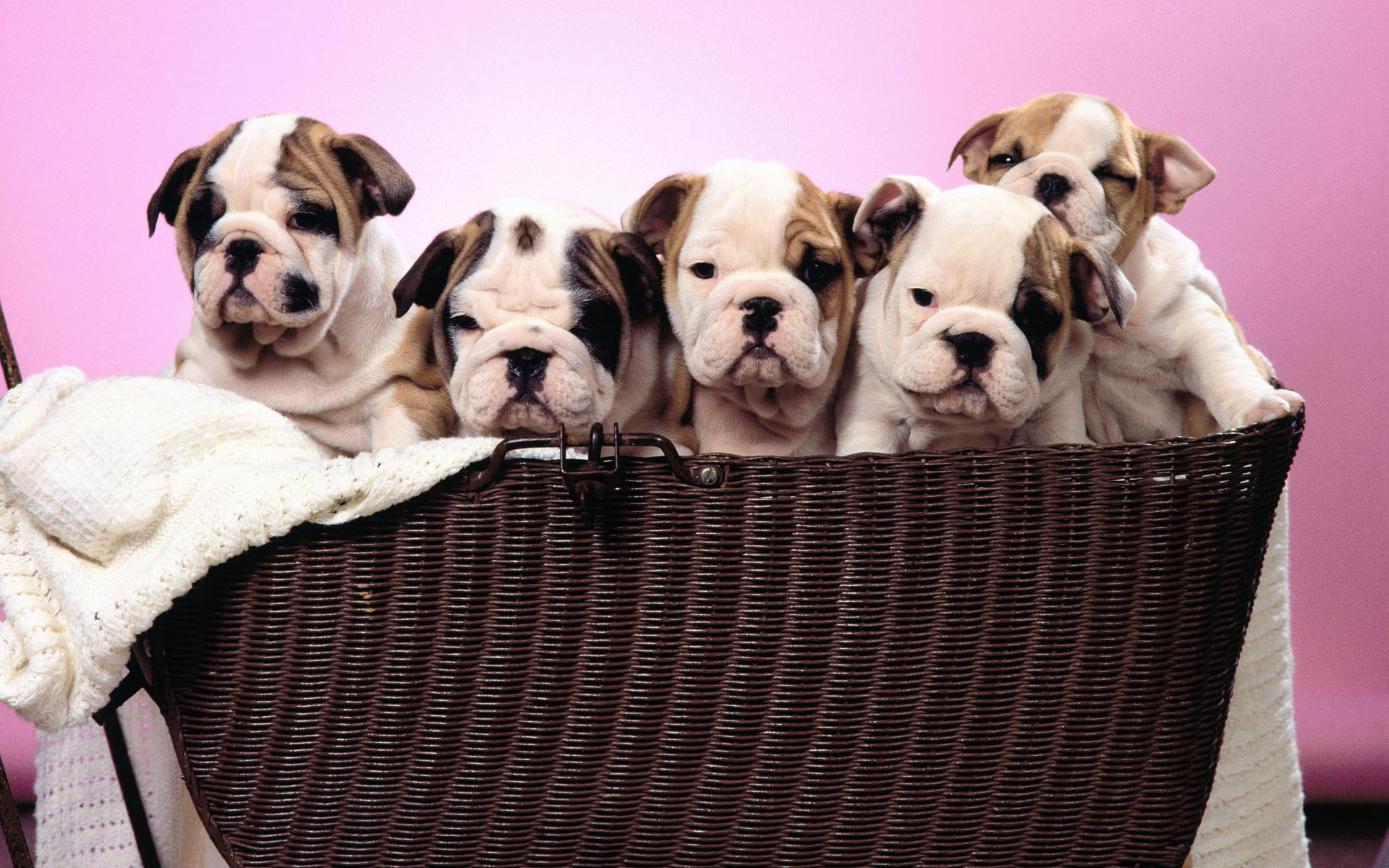 Cute Bulldog Puppy Wallpaper