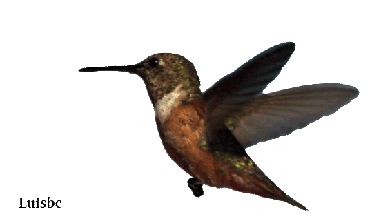 47+] Animated Hummingbird Wallpaper - WallpaperSafari