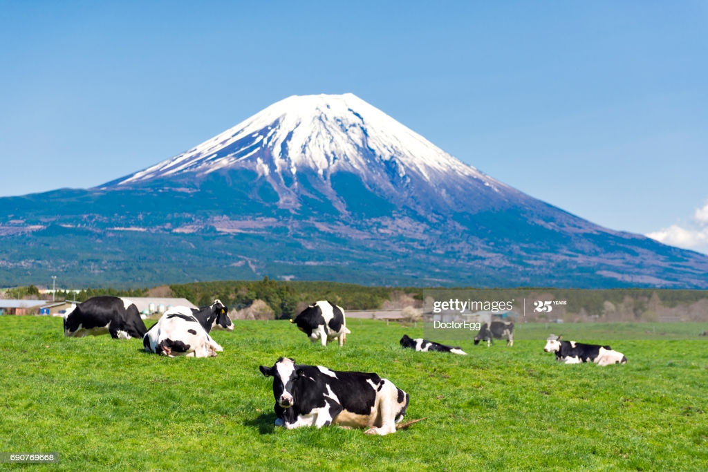 Cow In The Cattle Field With Fuji Mountain Background High Res