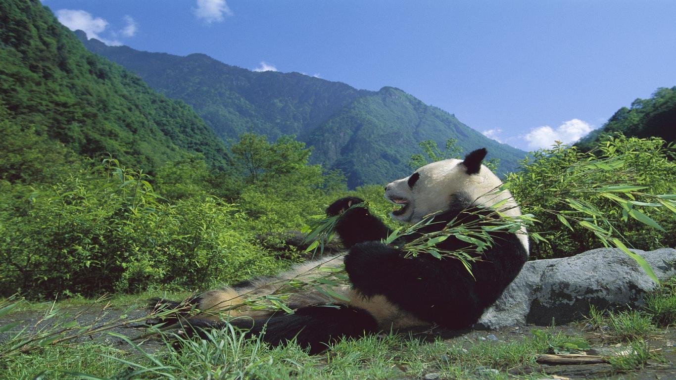 Panda Bear Pictures Image