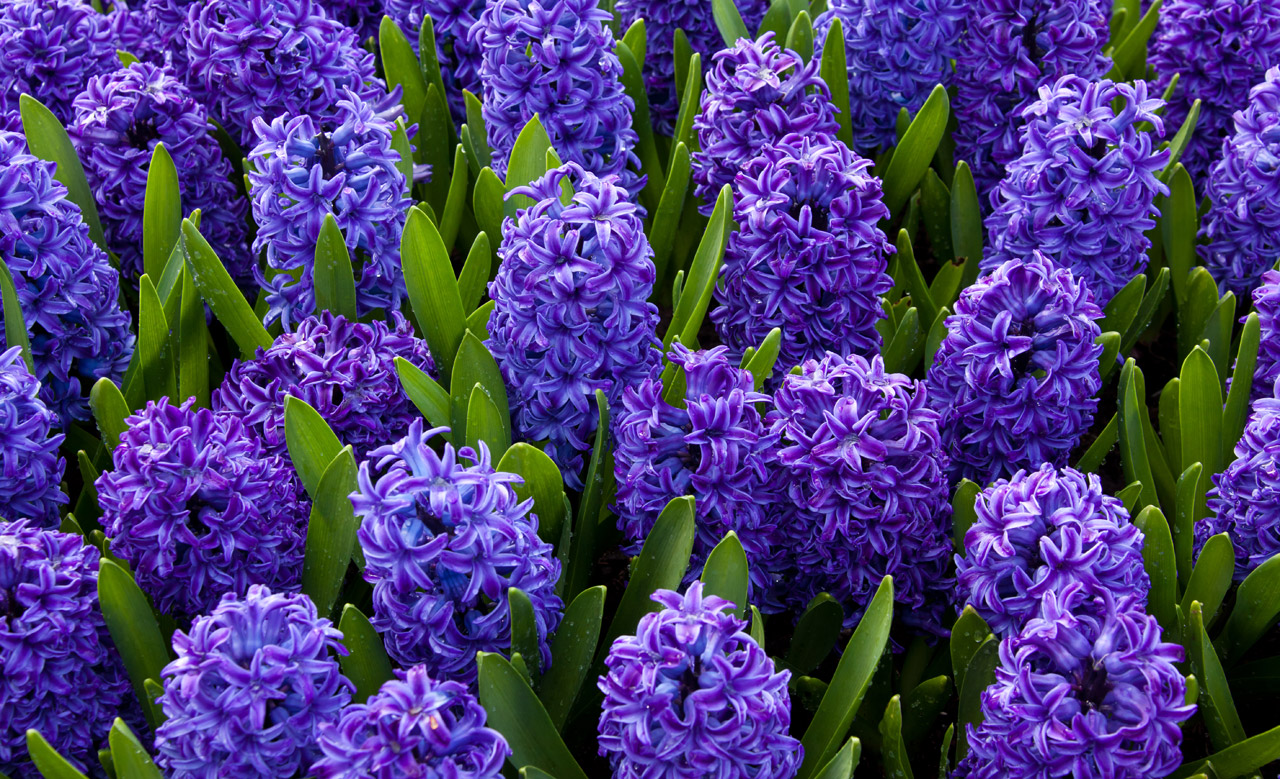 Blue Hyacinths Stock Photo HD Public Domain Pictures