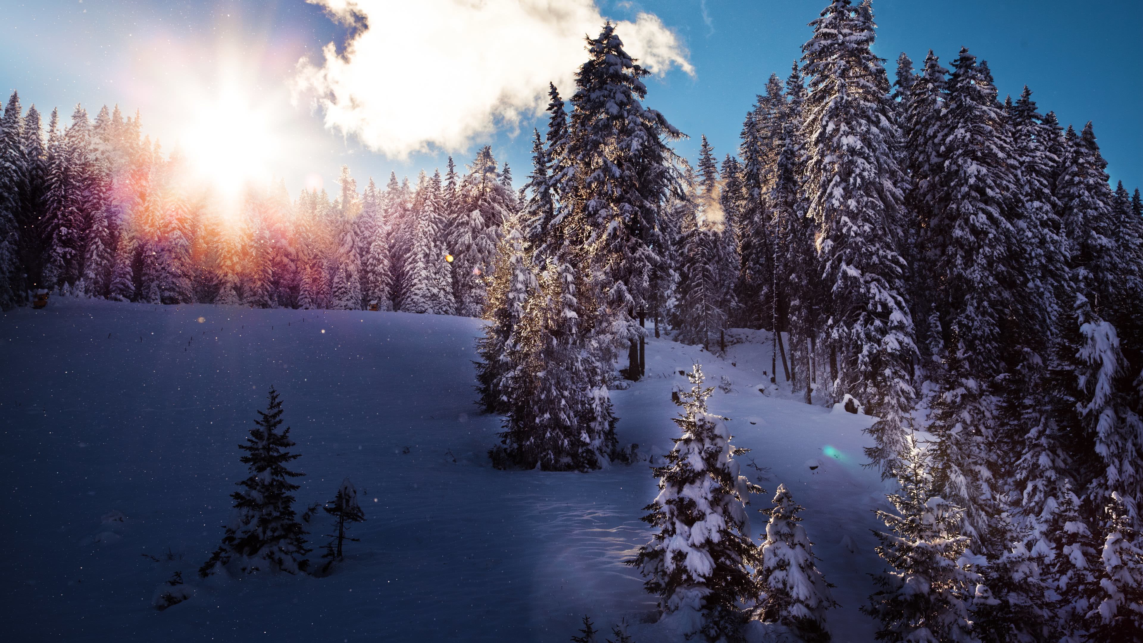 4k winter wallpaper of a snow-covered forest with sunlight peeking through the trees