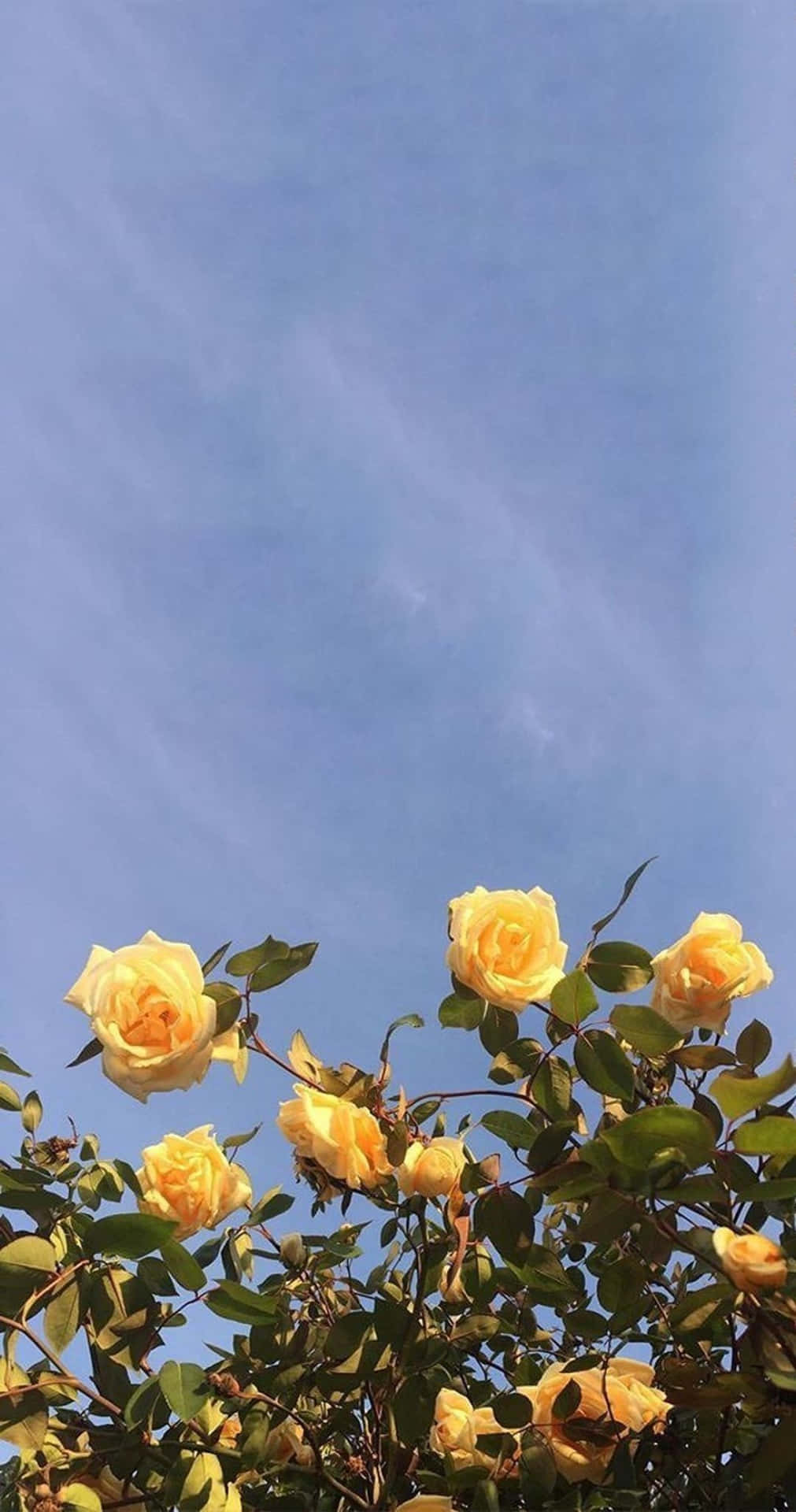 The Perfect Yellow Aesthetic iPhone Wallpaper
