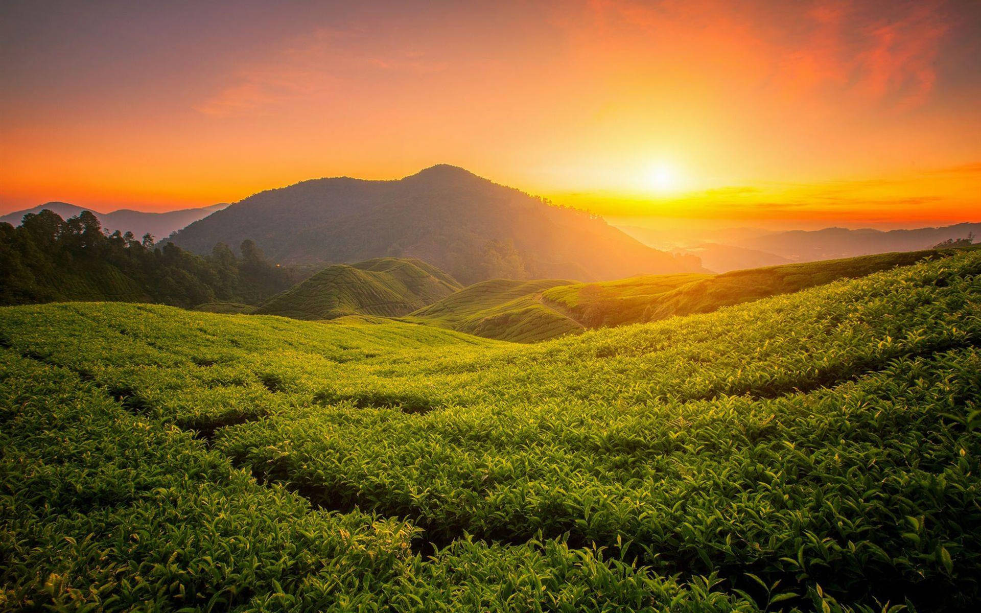 Tea Garden Wallpaper
