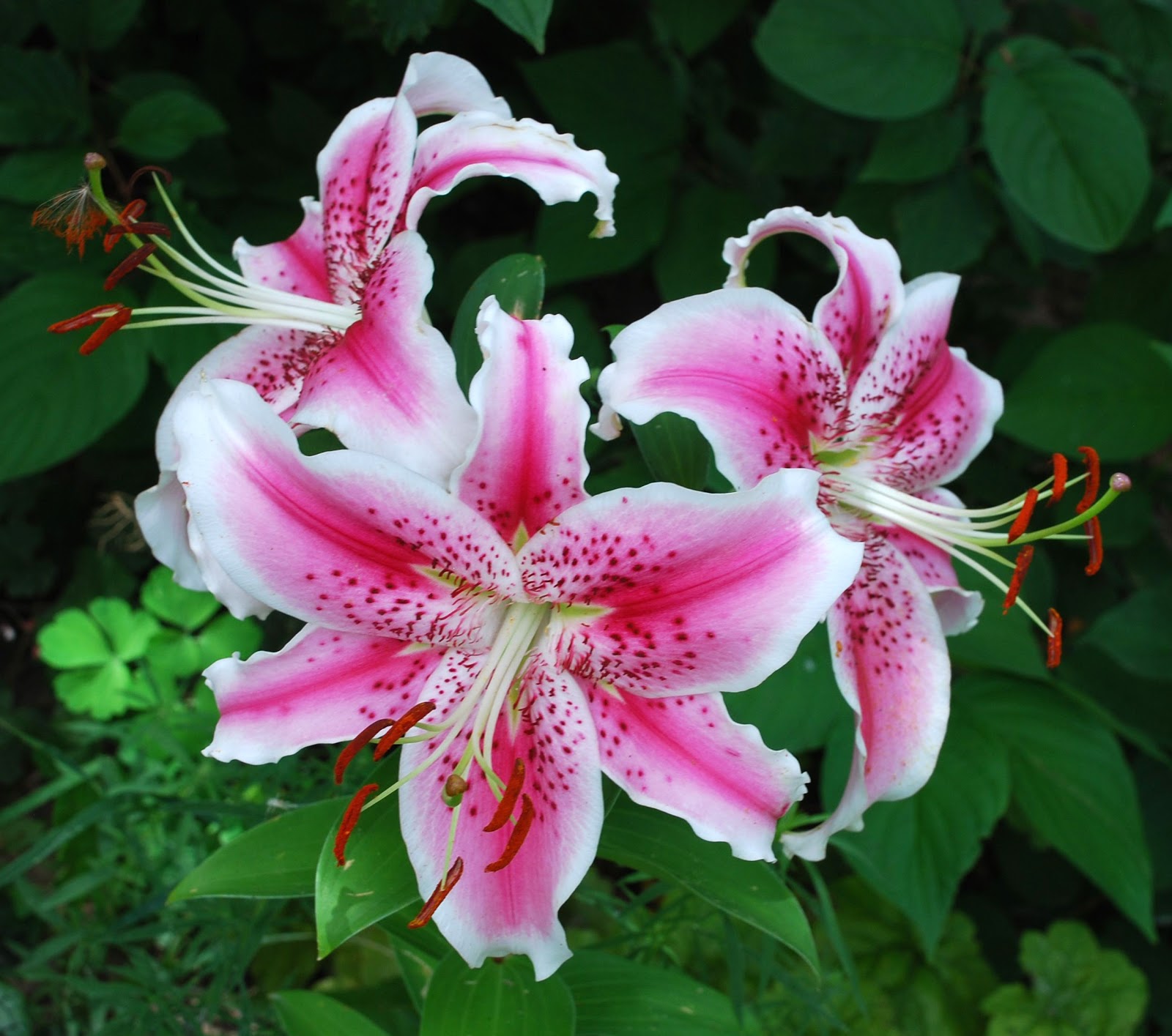Stargazer Lily Wallpaper Full HDq Pictures
