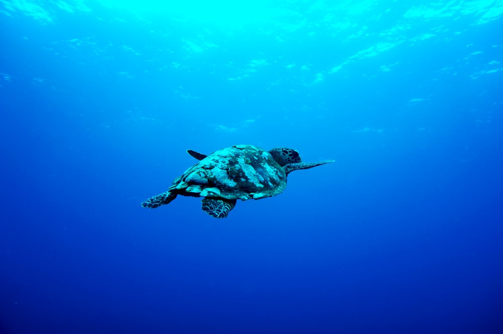 Gray Turtle Swimming Under The Sea Photo Image