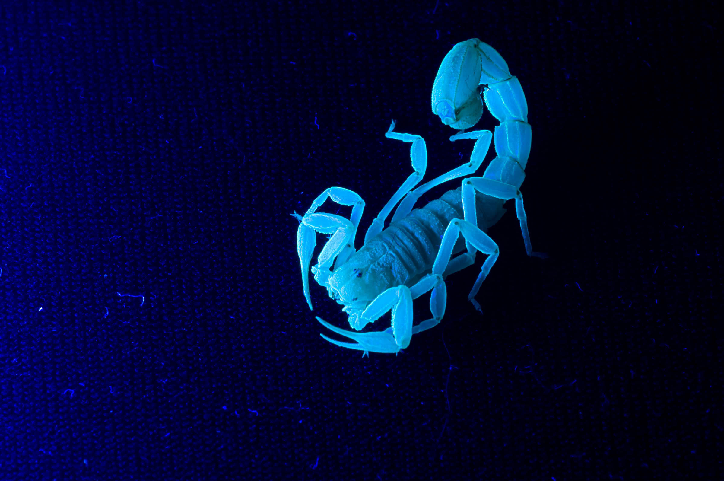 Ultraviolet Scorpions Wallpaper