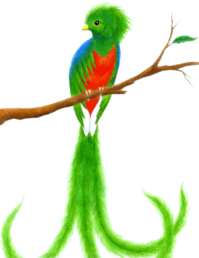 El Quetzal Quotes Image