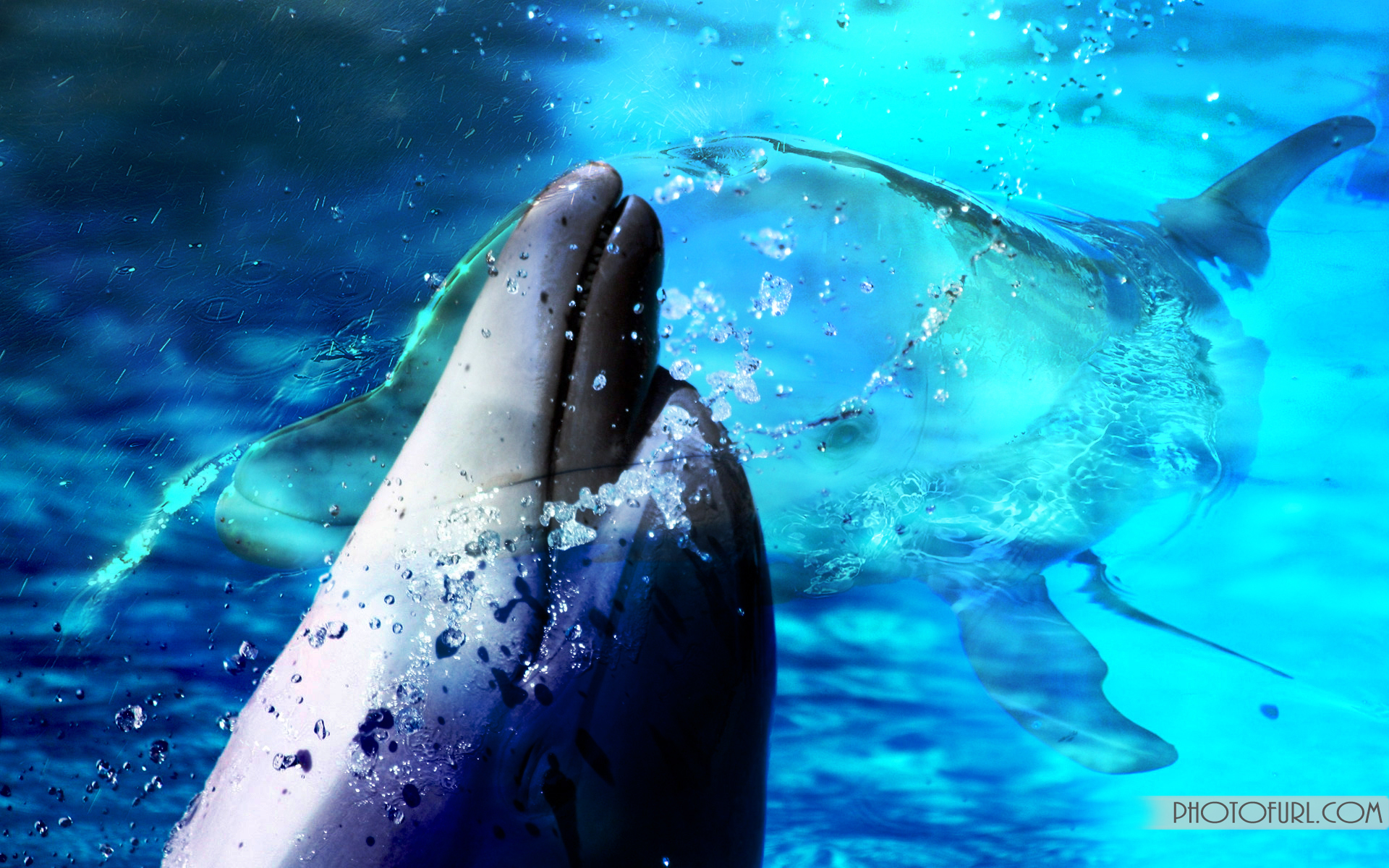 dolphins 3d screensaver 1.1 code