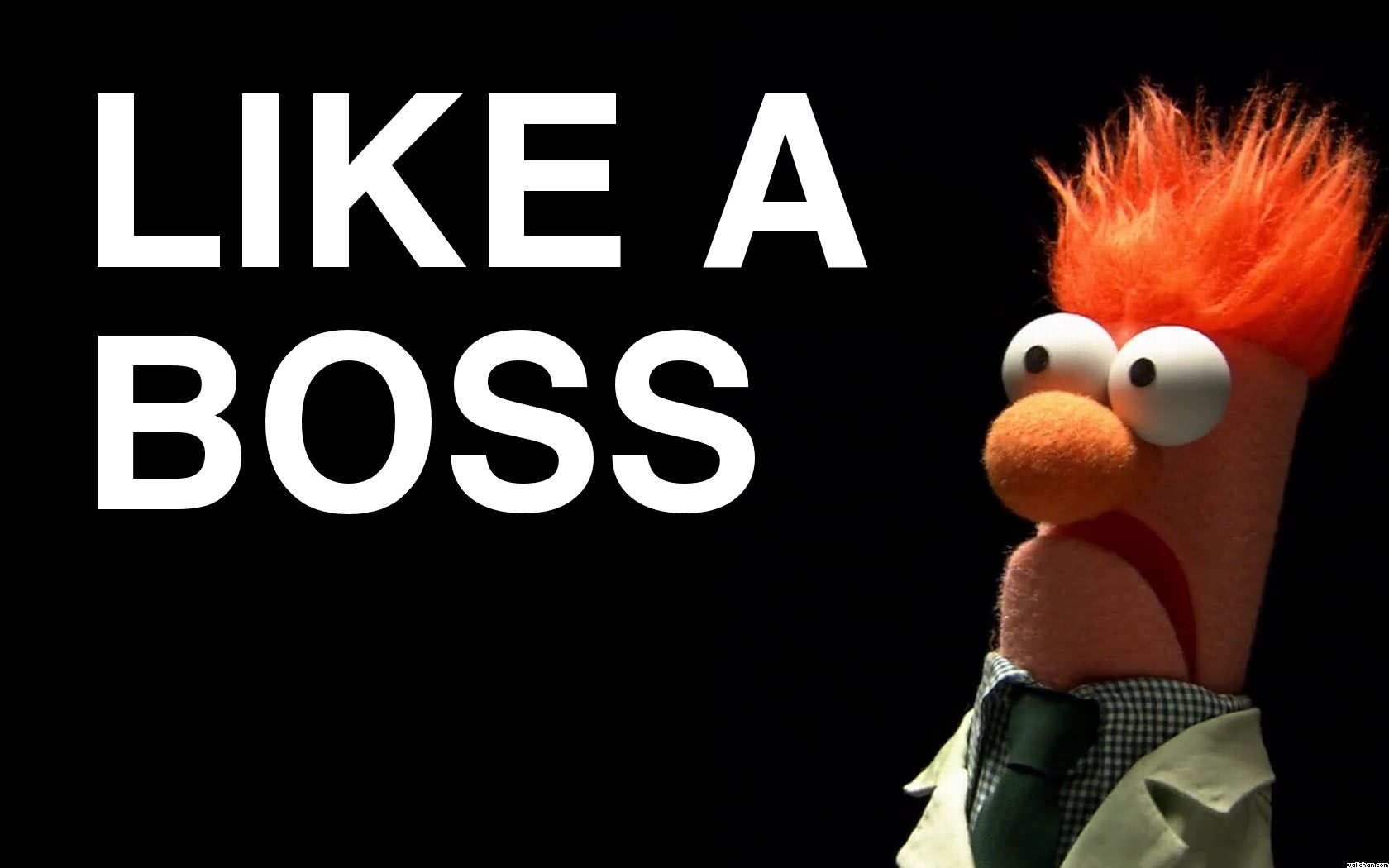 Beeker Fratada Sesame Street Memes Beaker Muppets Funny Photos