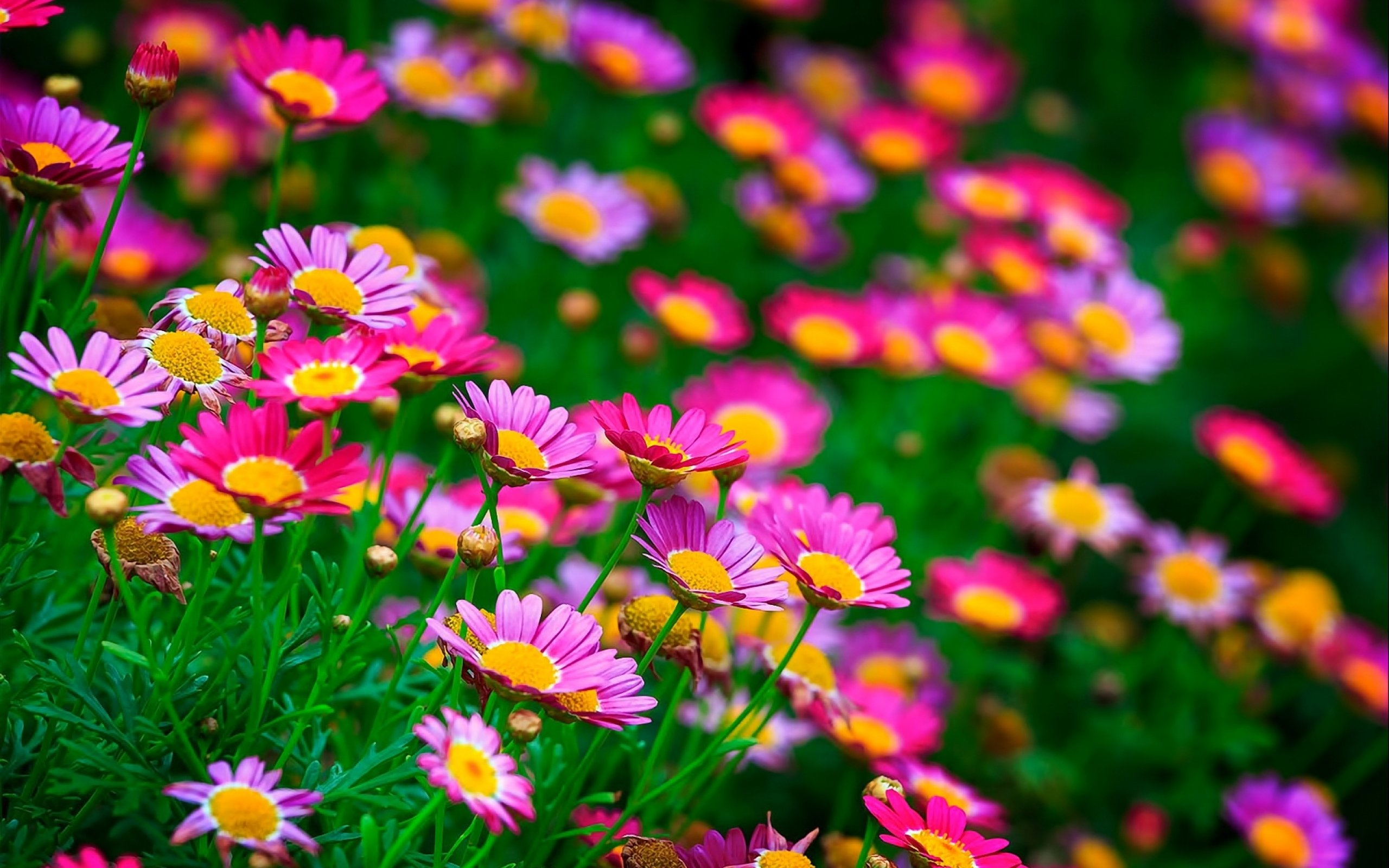 Flower Flowerrs Nature Landscape Wallpaper HD