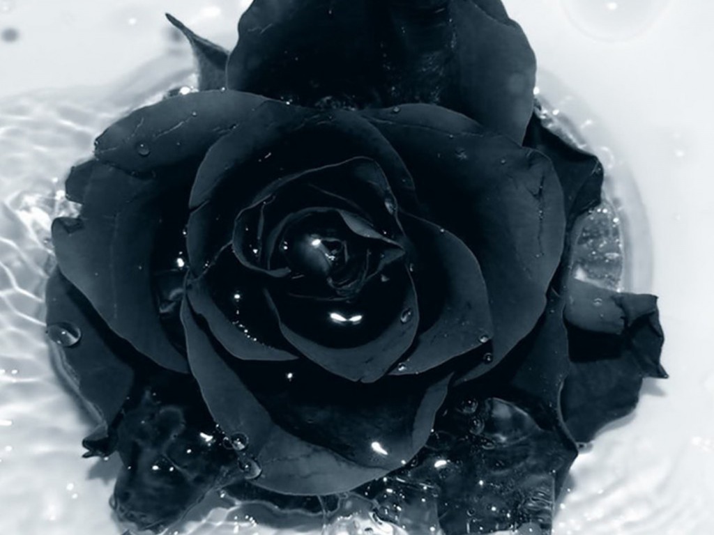 48+] Black Rose Desktop Wallpaper - WallpaperSafari