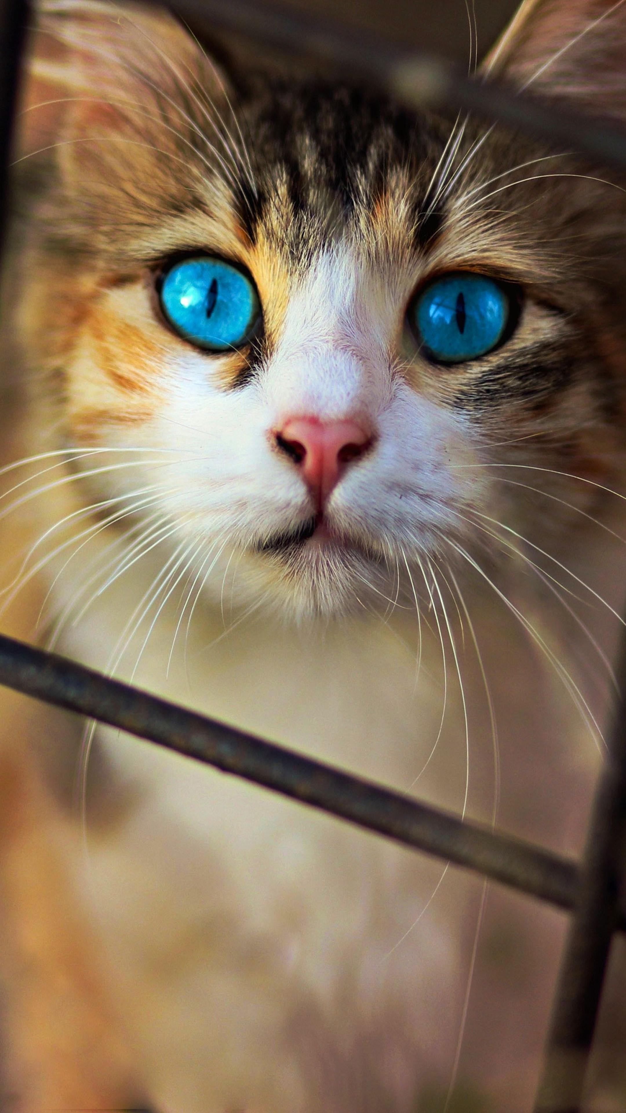 Cute Cat Blue Eyes 4K Ultra HD Mobile Wallpaper