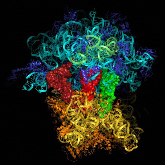 Nobel Prizes Put Biochemistry In The Spotlight