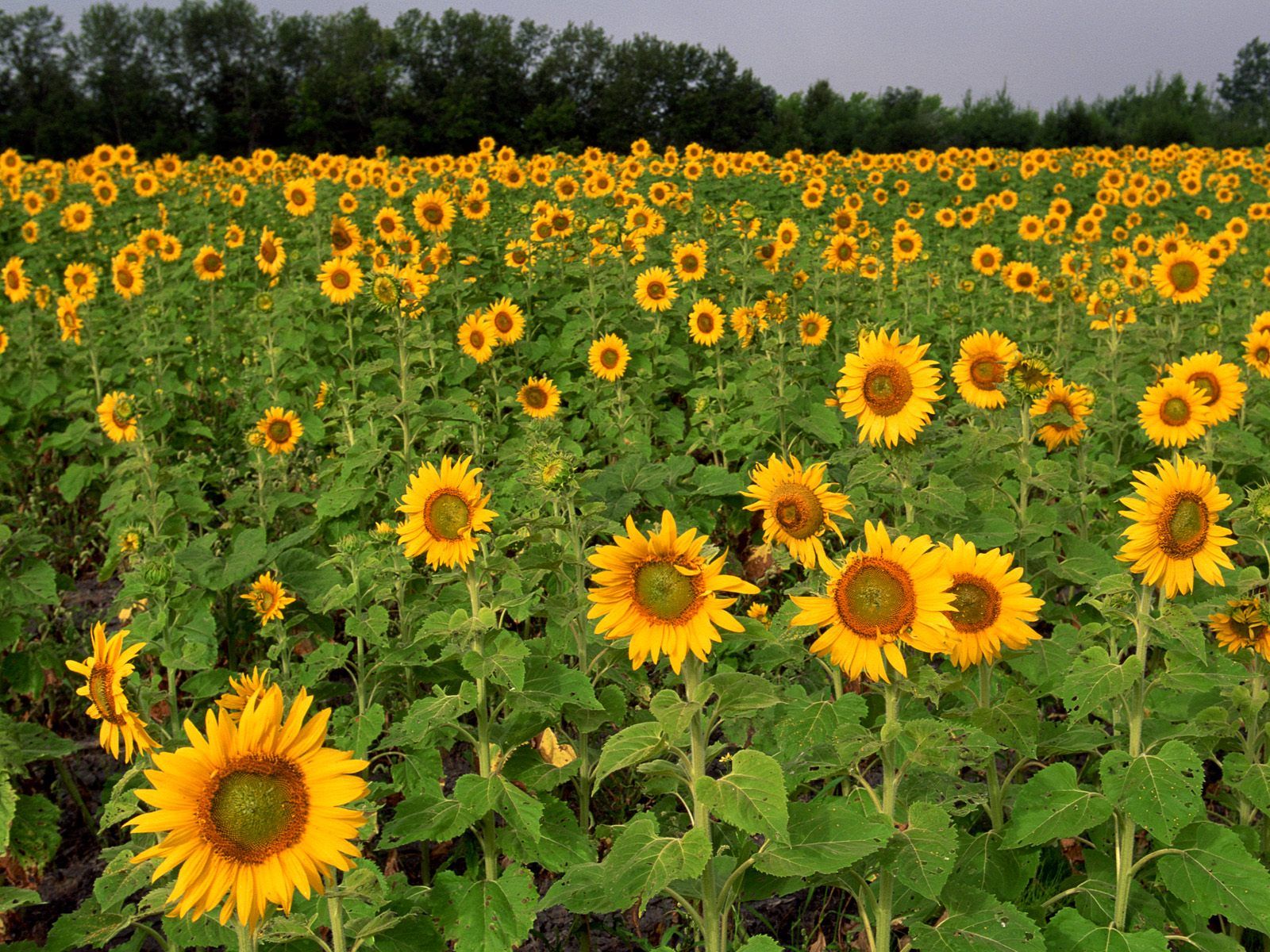 Field Of Sunflowers North Dakota Wallpaper By Sosyalinsan