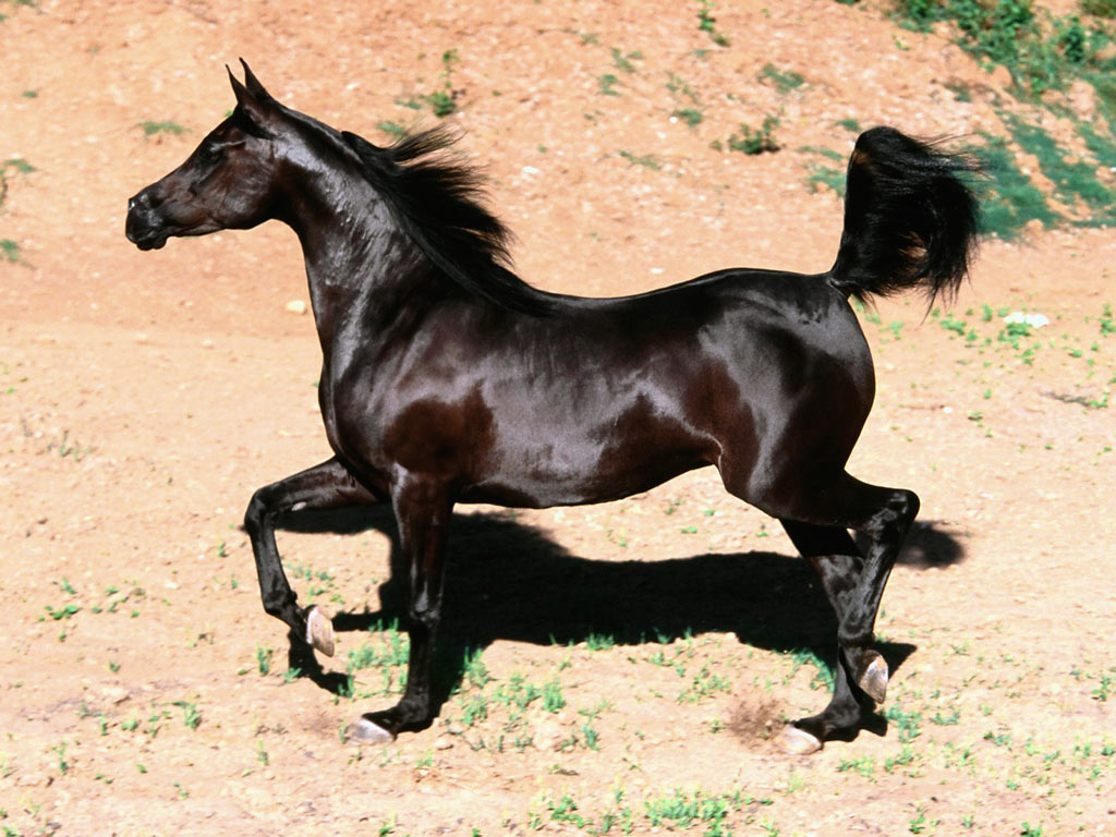 Arabian Horses Wallpaper Black Horse
