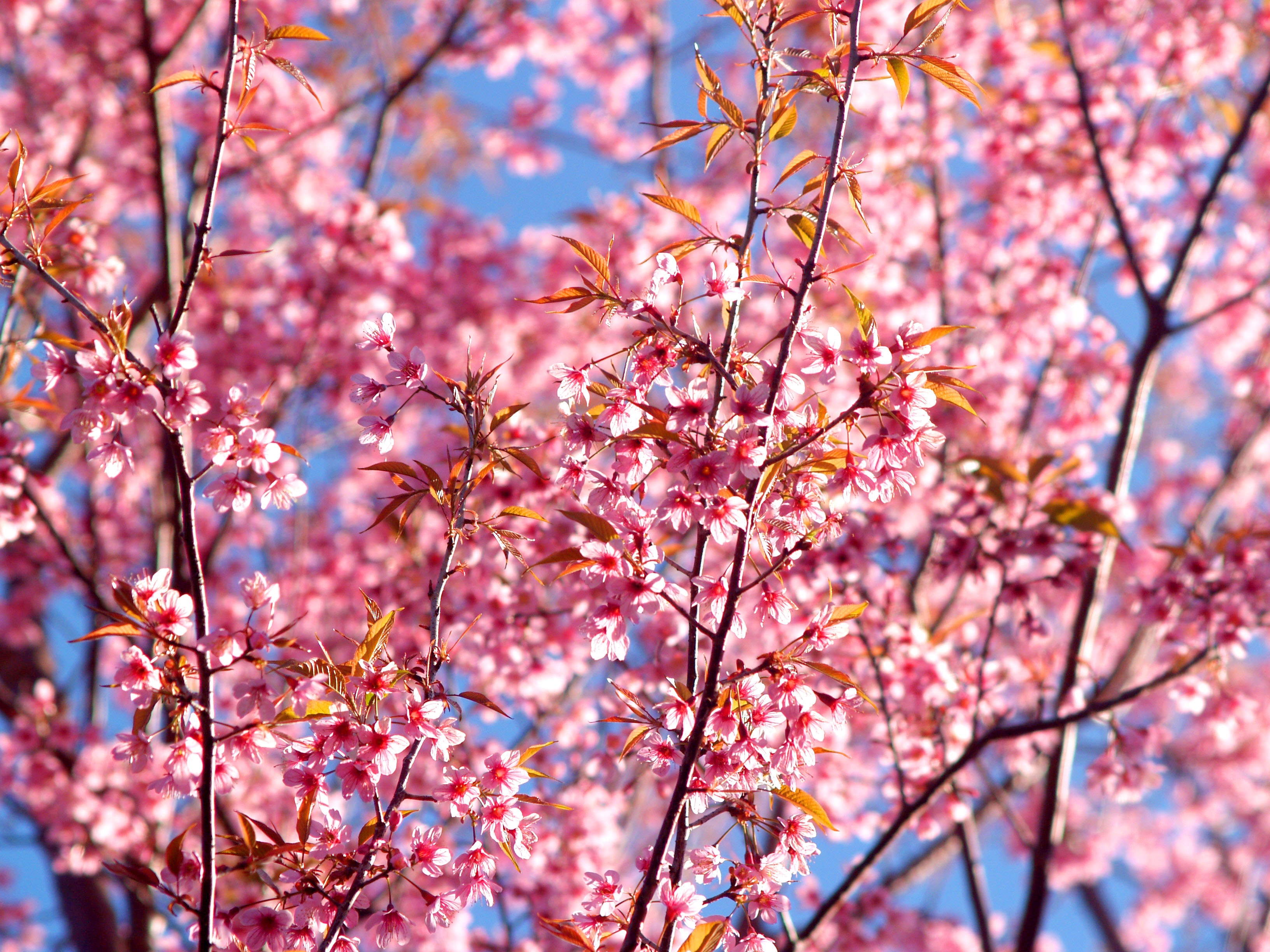 Pink Flowers Blossom Season 4k HD Wallpaper Image